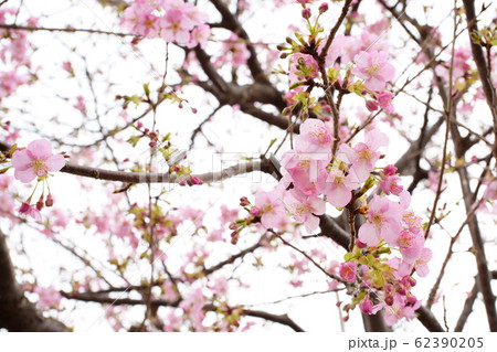 河津桜 河津桜 62390205