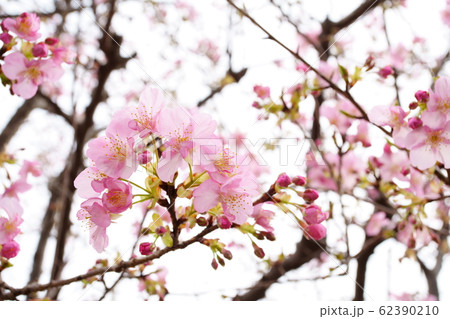 河津桜 河津桜 62390210