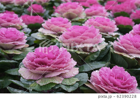 ハボタン 62390228