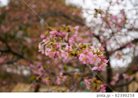 河津桜 河津桜 62390258