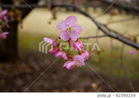 河津桜 河津桜 62390259