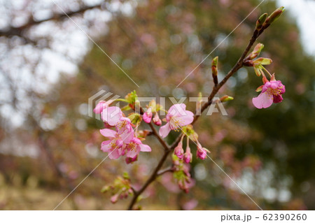河津桜 河津桜 62390260