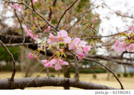 河津桜 河津桜 62390261
