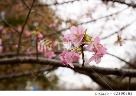 河津桜 河津桜 62390262
