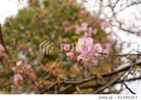 河津桜 河津桜 62390263