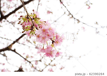 河津桜 河津桜 62390264