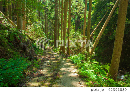 針葉樹林の中の道 62391080