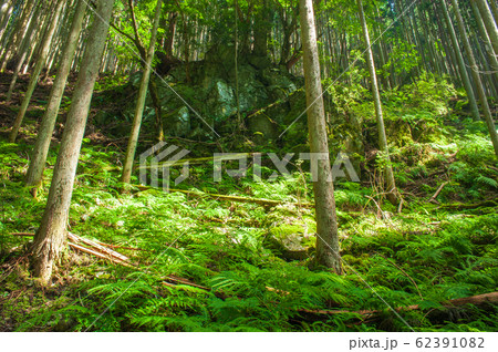 針葉樹林 62391082