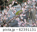 梅とメジロ 梅とメジロ 62391131