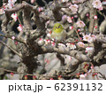 梅とメジロ 梅とメジロ 62391132
