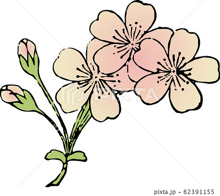 小桜 62391155