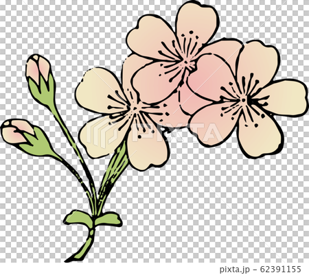 小桜 62391155