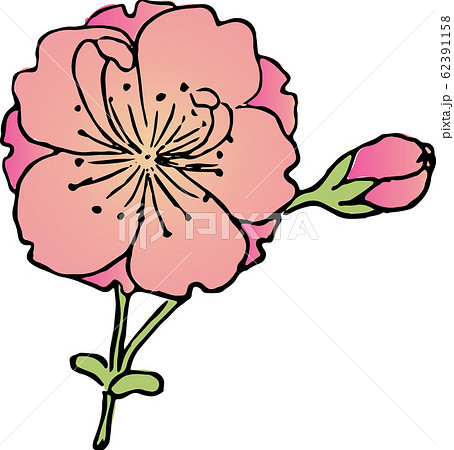 帆掛桜 帆掛桜 62391158