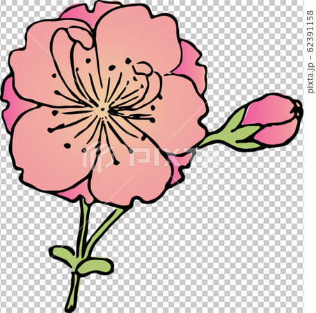 帆掛桜 帆掛桜 62391158