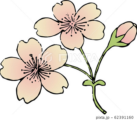 山桜 山桜 62391160