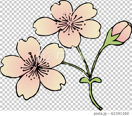 山桜 山桜 62391160