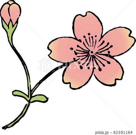 殿桜 62391164