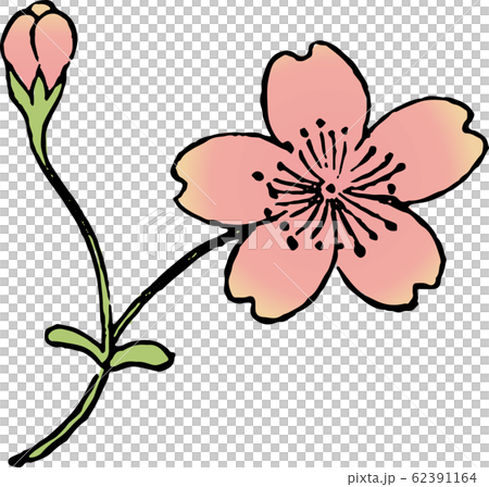 殿桜 62391164
