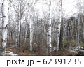 白樺林 62391235