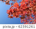 紅葉 62391261