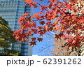 紅葉 62391262