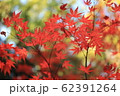 紅葉 62391264
