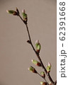 桜 62391668