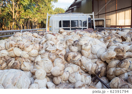 Pile of Rubber cup lump for transport to industry. 62391794