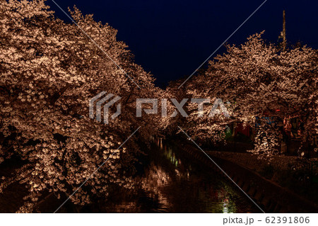 愛知県岩倉市五条川の桜ライトアップ 愛知県岩倉市五条川の桜ライトアップ 62391806
