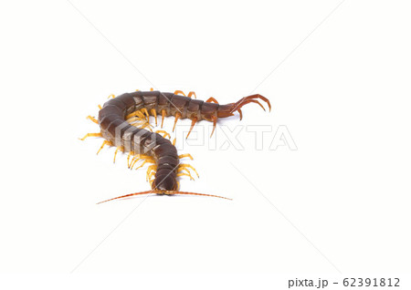 centipede (Scolopendra sp.) centipede isolated on centipede (Scolopendra sp.) centipede isolated on 62391812