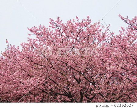 小松が池の河津桜  Komatsugaike pond and Kawazu-zakura 62392027