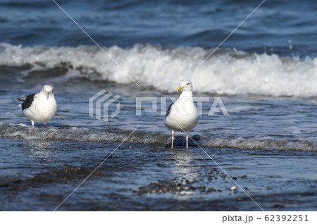 オオセグロカモメ 62392251