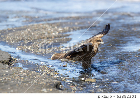 トビ トビ 62392301