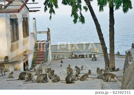 Monkey at Wat Khao Takiap in Thailand(カオタキアップ寺院) Monkey at Wat Khao Takiap in Thailand(カオタキアップ寺院) 62392331