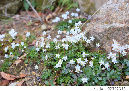 バイカオウレンの花 62392335