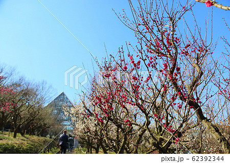 紅梅の花　八重寒紅 62392344