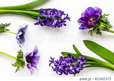 アネモネとヒヤシンス　紫色の花　背景素材 62392375