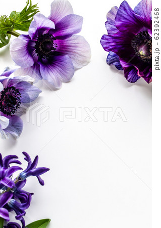 アネモネとヒヤシンス 紫色の花 背景素材の写真素材