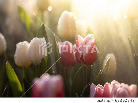 Beautiful bouquet of tulips. colorful tulips. 62392548