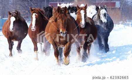 十勝牧場の新雪を駆ける 62392665