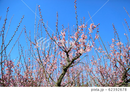 梅の花 萩野 梅の花 萩野 62392678
