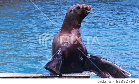 おたる水族館の人気者 62392764