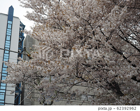 東京港区、乃木公園 東京港区、乃木公園 62392962