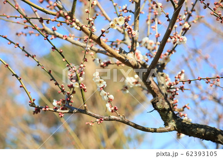 白梅の花 谷の雪 白梅の花 谷の雪 62393105