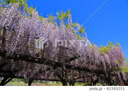 亀戸天神の藤棚 亀戸天神の藤棚 62393251