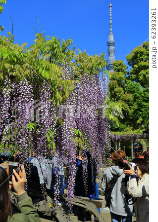 亀戸天神　藤棚とスカイツリー 62393261