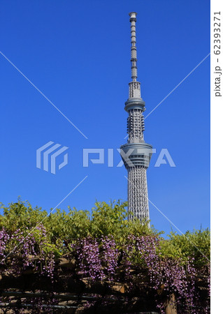 亀戸天神　藤棚とスカイツリー 62393271