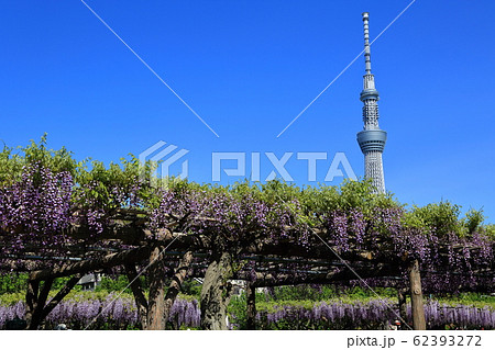 亀戸天神 藤棚とスカイツリー 亀戸天神 藤棚とスカイツリー 62393272