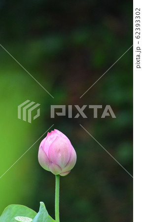 蓮の花 62393302
