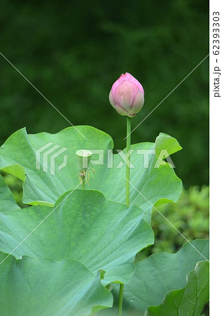蓮の花 62393303